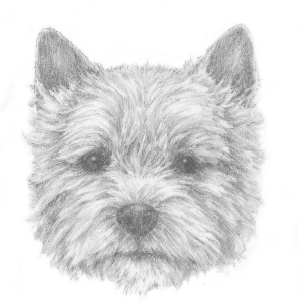 Headshot of a Norwich Terrier.