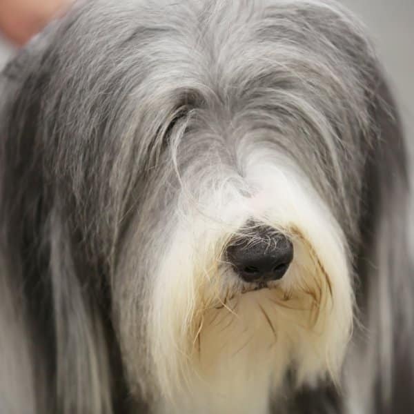 Bearded Collie head photo.
