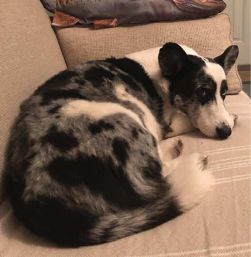 Dog lying in the bed.