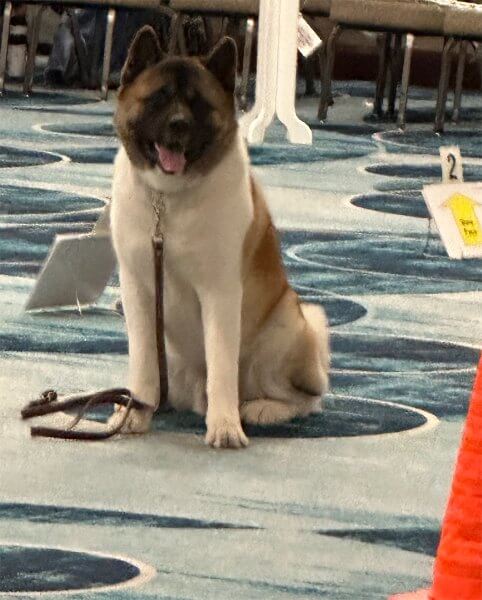 Akita is sitting down with a leash around its neck.
