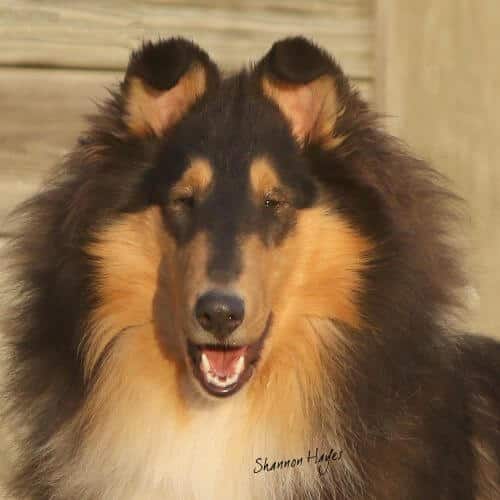 A close-up photo of a Collie's head.
