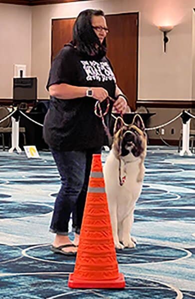 Akita with his owner, competing in Beginner Novice, Obedience and Rally Novice.