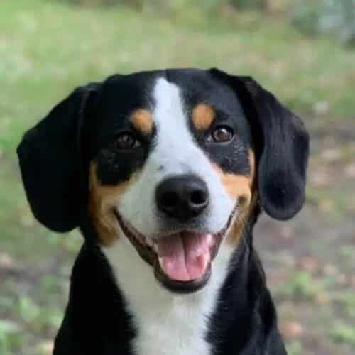 A close-up photo of an Entlebucher's head.