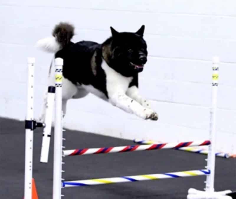 A Performance Akita gracefully leaps over an obstacle in an indoor arena, showcasing its agility and athleticism.