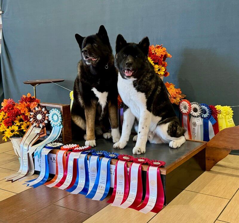 Akita dogs posed on a table exhibiting their awards.