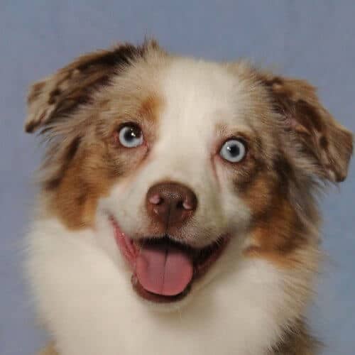 A close-up photo of a Miniature American Shepherd's head.