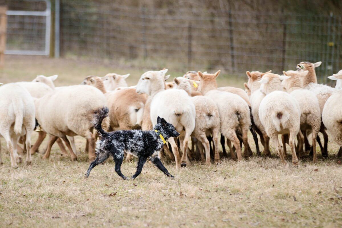 Mudi is walking around sheep.