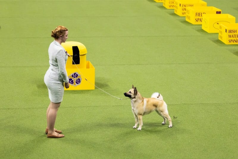 Octavia Stensen with her dog at the dog show.