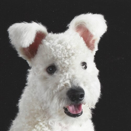 A close-up photo of Pumi's head.