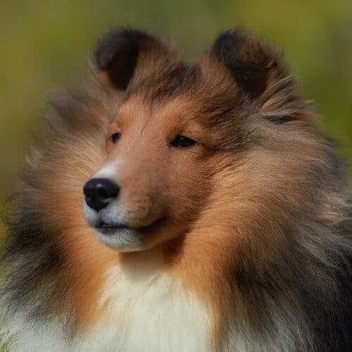 A close-up photo of a Shetland Sheepdog's head.
