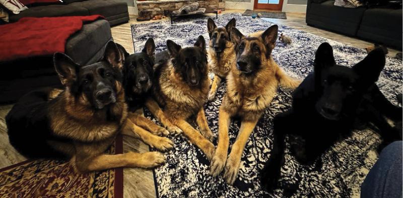Several dogs sitting on the carpet.