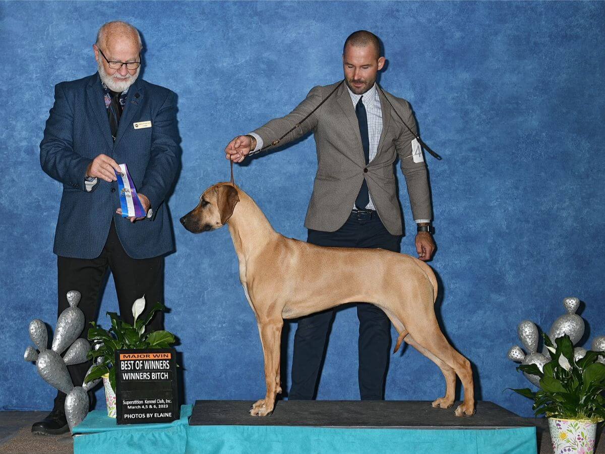 Graceridge Rhodesian Ridgeback "Channing"
