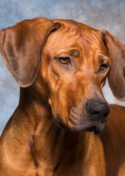 Karen Pipkin's Graceridge Rhodesian Ridgeback "Essie"