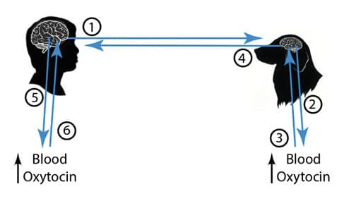 Figure Legend: The Oxytocin-Gaze Positive Loop