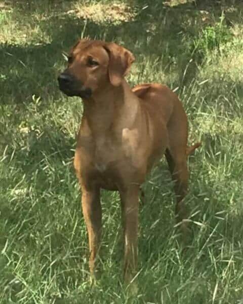 Karen Pipkin's Graceridge Rhodesian Ridgeback "Kingston"