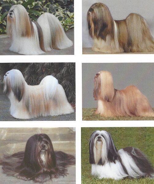 Examples of six different Lhasa Apso colors.