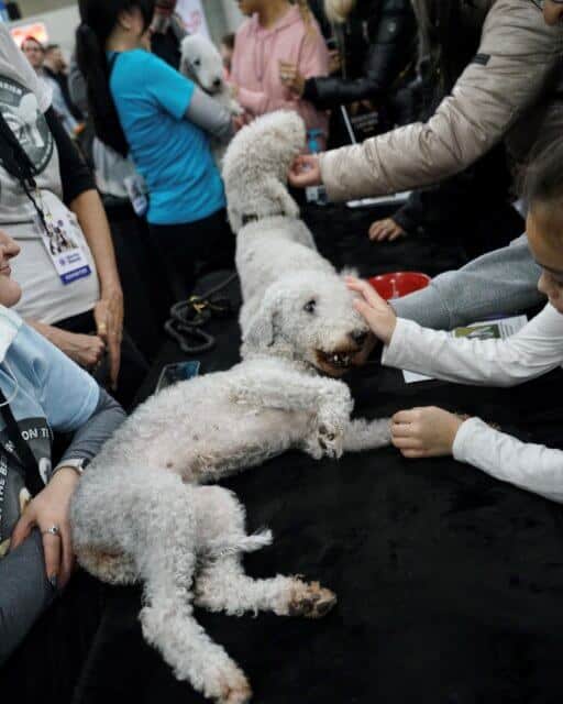 Bedlington Terriers at Meet the Breeds