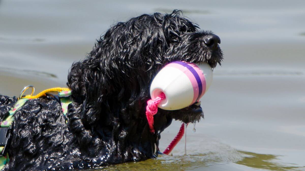A Portuguese Water Dog swimming in a lake with a toy in its mouth.