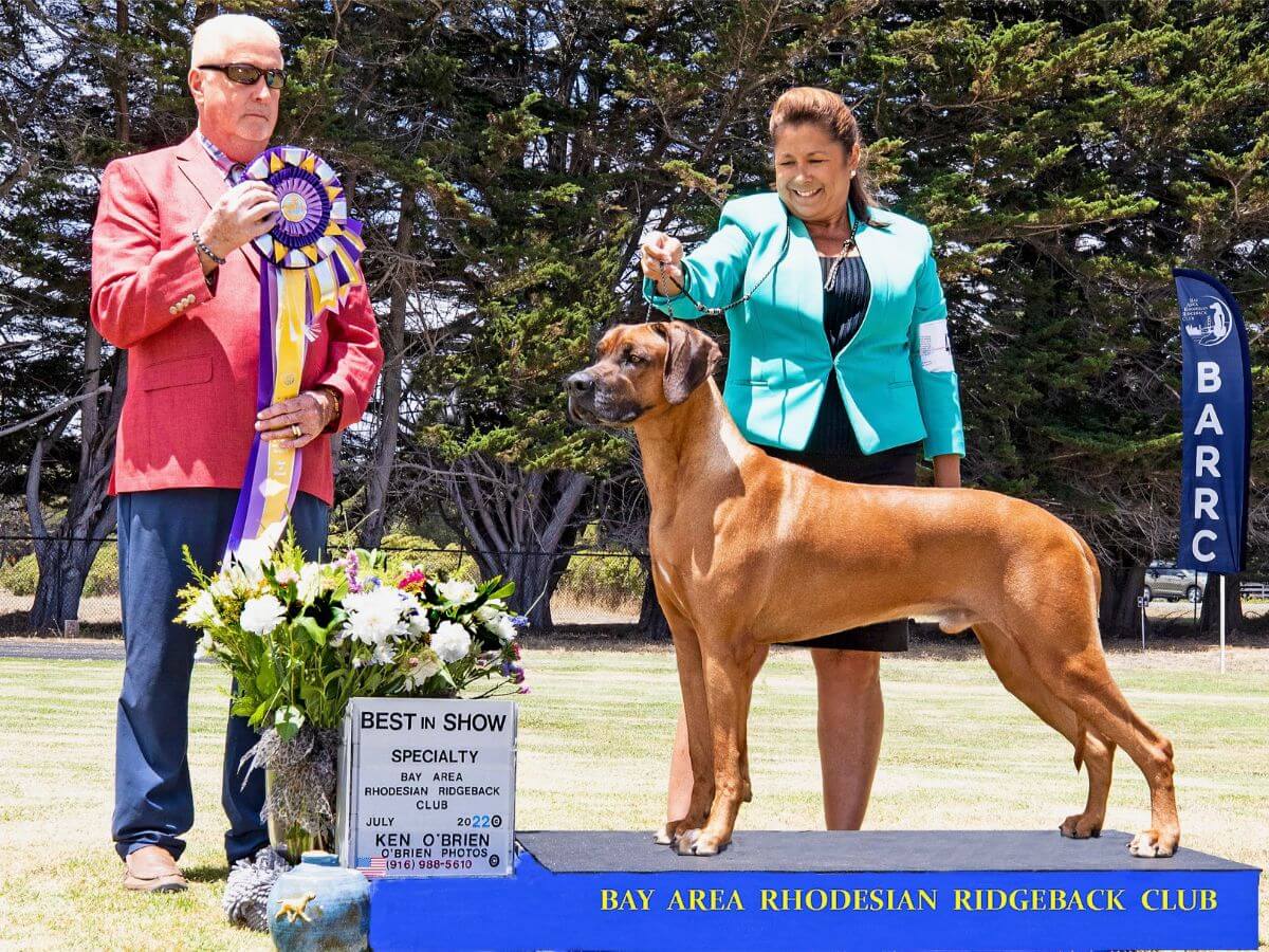 Graceridge Rhodesian Ridgeback