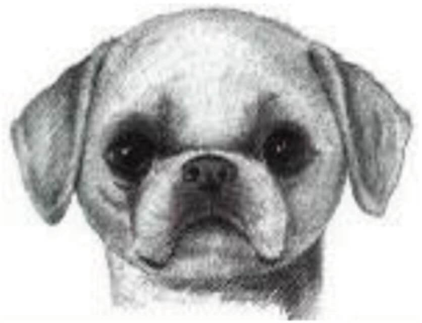 Illustration of Shih Tzu's head.