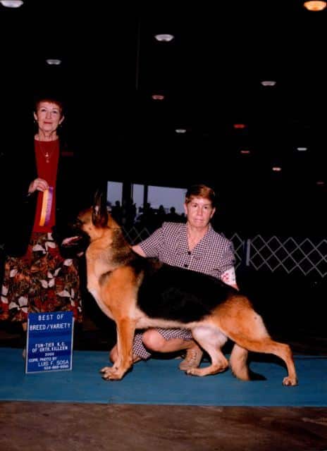 CH Carwin’s No Doubt About It ROM, a daughter of Artous v. Dan Hoeve’s Haus and Von Kristian’s September Song. We bred from old American lines crossed with an import from West Germany. It was our first venture into using an import.