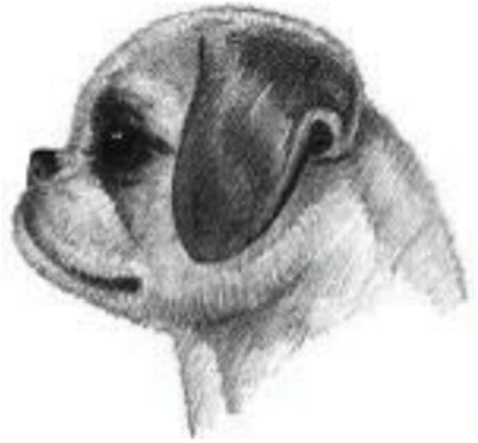 Illustration of Shih Tzu's head.