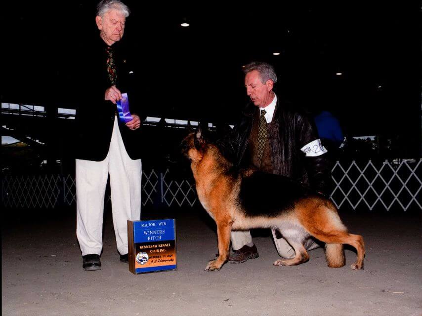 We then came back to, again, old American lines. This is the daughter, CH Carwin’s Persuasion Inquest CDX RA CGC. She is sired by CH Adrahaus Titian V Winddancer.