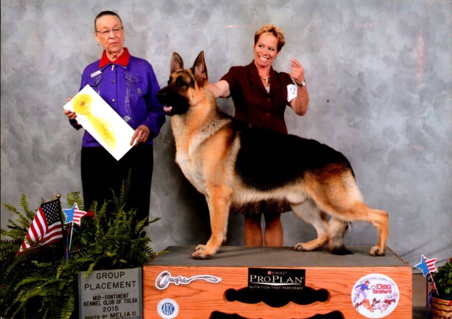 My final German Shepherd, GCH Aljans Save The Last Dance For Me v. Pashen PCDX RI CHIC BN FDC HIC CGC TKN. “Doc” wasn’t bred by me but his sire was my ‘god dog’ and owned by close friends.