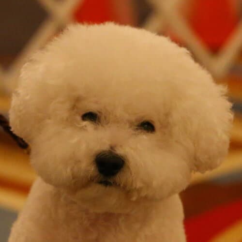 Close-up head photo of a Bichon Frise.