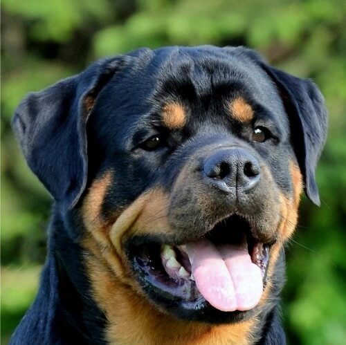 Close-up head photo of a Rottweiler dog.