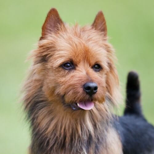 Close-up photo of an Australian Terrier's head.