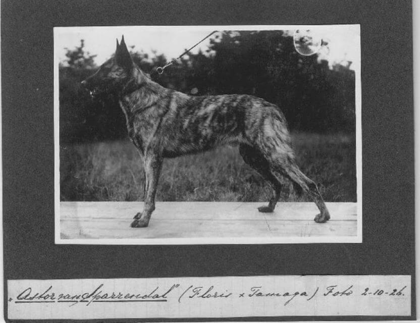 The Short-hair Dutch Shepherd