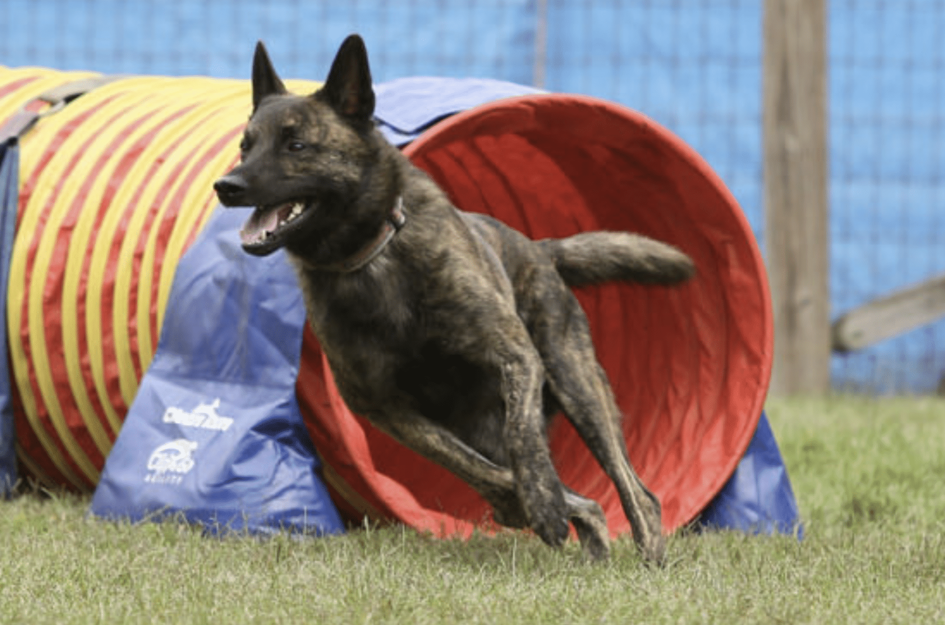 The Short-hair Dutch Shepherd
