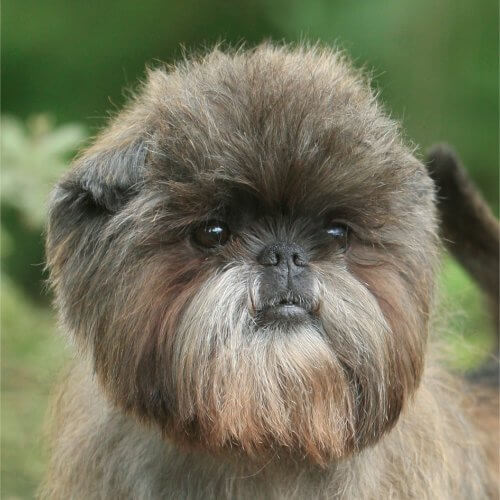 Affenpinscher head photo.