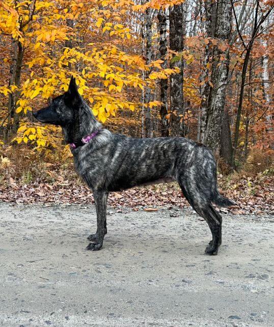 The Short-hair Dutch Shepherd