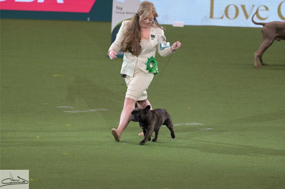 UTILITY GROUP Judge: Mr. D. Killilea 1. Ch./Esp. Ch. Chelmbull Rocket Man Ww French Bulldog Miss A., Mr. D., Mr. A., Mrs. L. Cund & Harrop