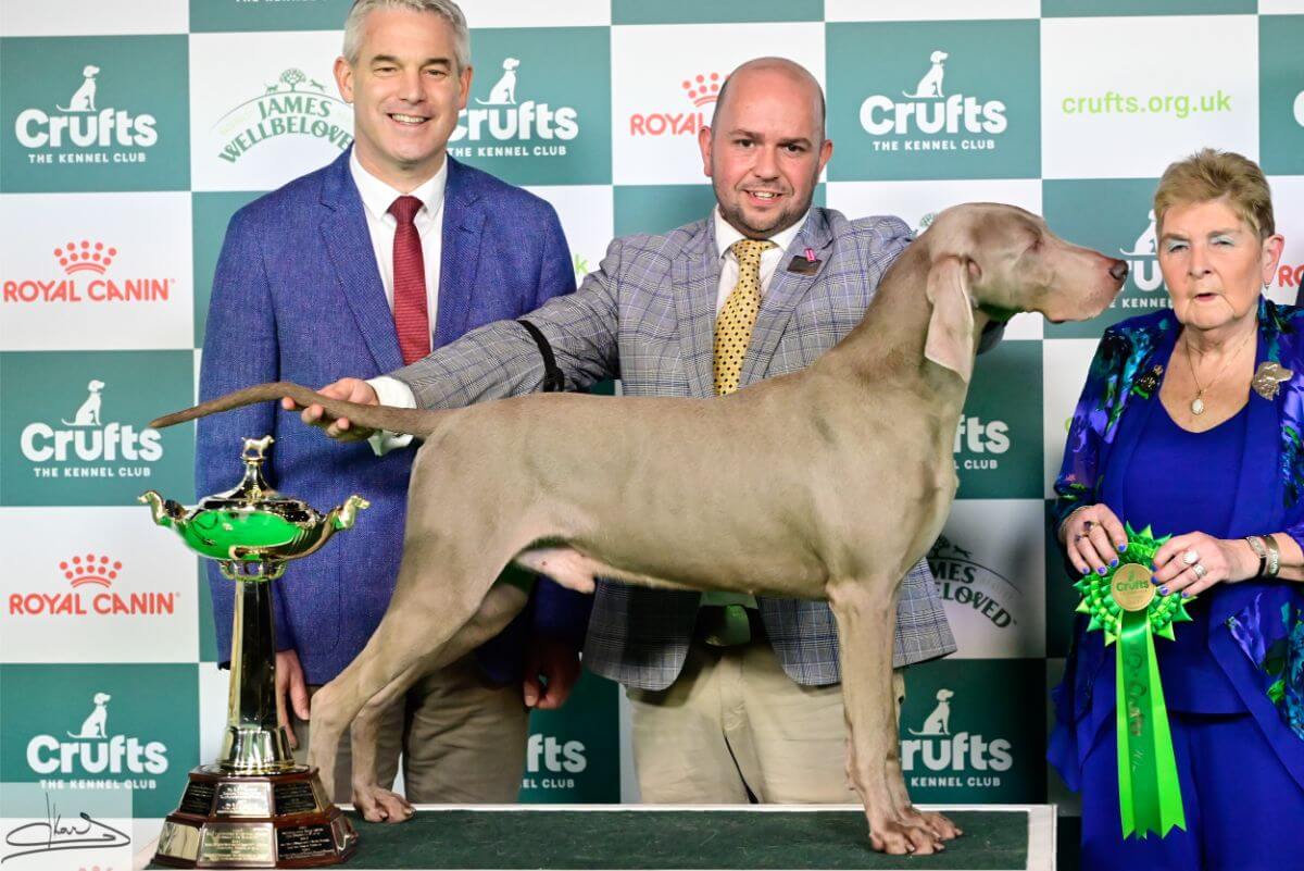 GUNDOG GROUP Judge: Mrs. J. Miller 1. Sh. Ch. Gunalt Hendricks Weimaraner Messrs. D. R. & G. A. Alcorn & Ingram
