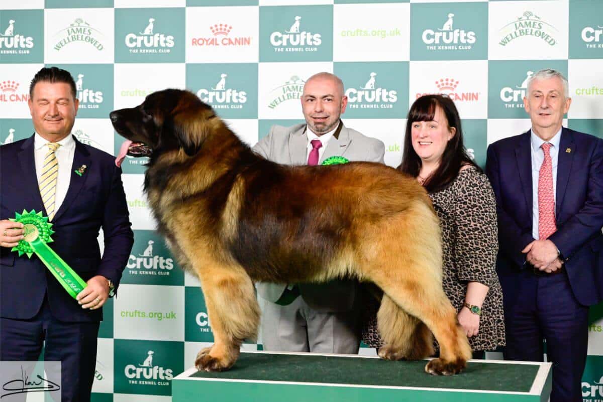 WORKING GROUP Judge: Mr. P. Harding 1. Ch. Corleone Navigator At Kalizmar (Imp. Can.) Leonberger Mr. L. & Miss K. Studholme & Rushby
