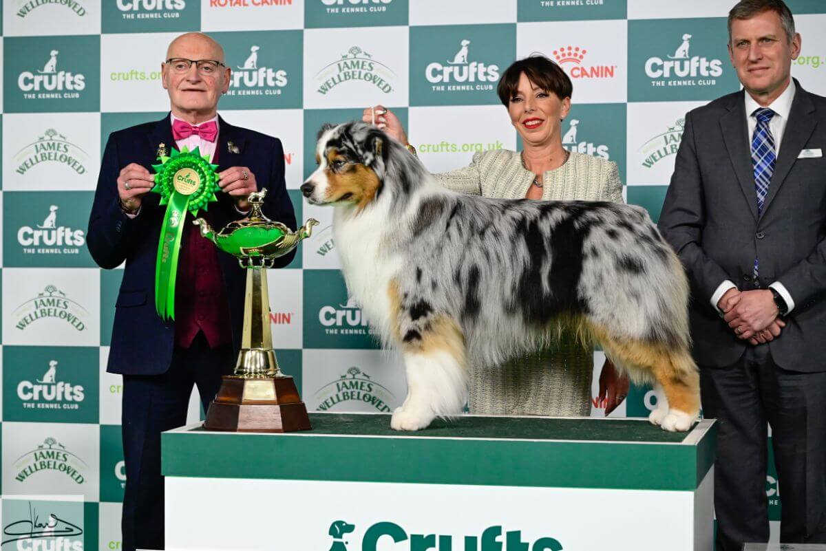 PASTORAL GROUP Judge: Mr. B. M. Croft 1. Ch. Brighttouch Drift The Line Through Dialynne (Imp. Rus.) Australian Shepherd Mrs. M., Mr. J. & Mrs. K. Raymond, Shaw & Kirtley