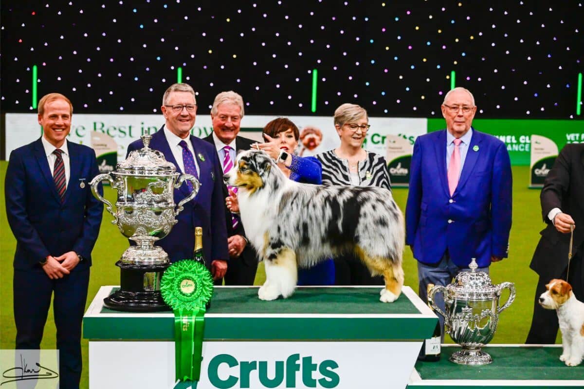 CRUFTS 2024 BEST IN SHOW Judge: Miss E. A. Ingram Ch. Brighttouch Drift The Line Through Dialynne (Imp. Rus.) Australian Shepherd Mrs. M. Mr. J. & Mrs. K. Raymond, Shaw & Kirtley