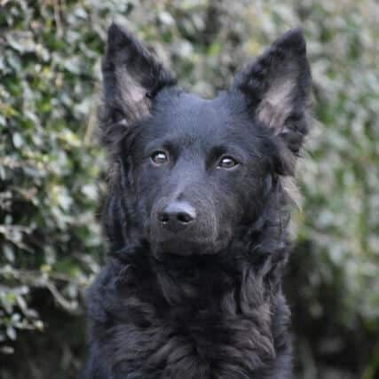 Close-up head photo of a Mudi dog.