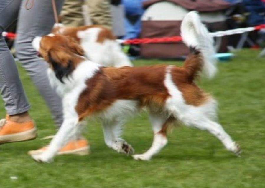 Side photo of a Nederlandse Kooikerhondje in the dog show ring.