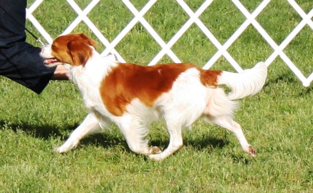 Side photo of a Nederlandse Kooikerhondje in the dog show ring.