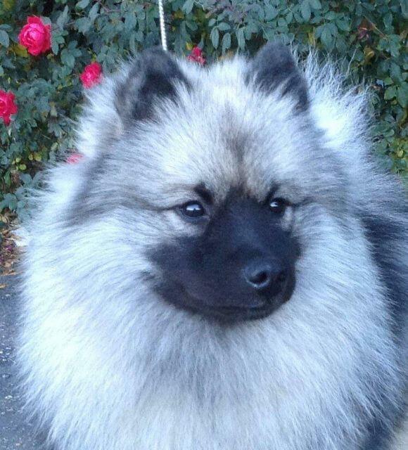 The Keeshond