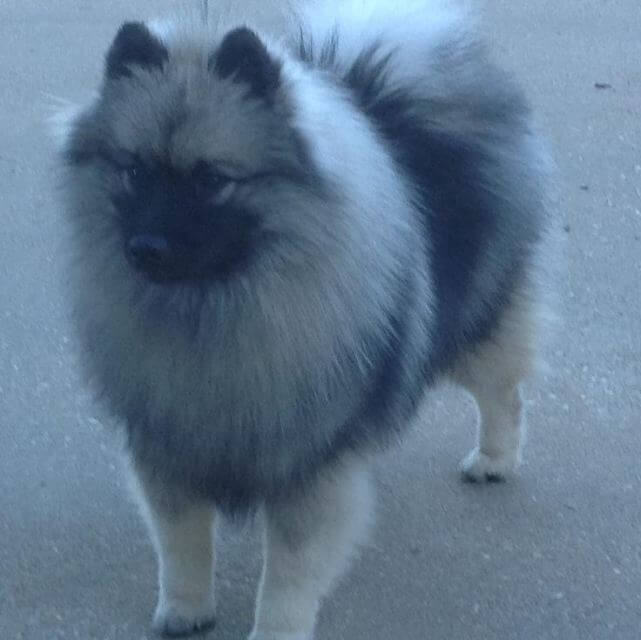 The Keeshond