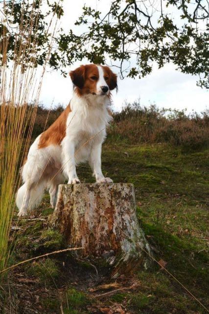 Nederlandse Kooikerhondje outside in the nature.
