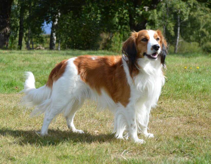 Side photo of a Nederlandse Kooikerhondje in the dog show ring.
