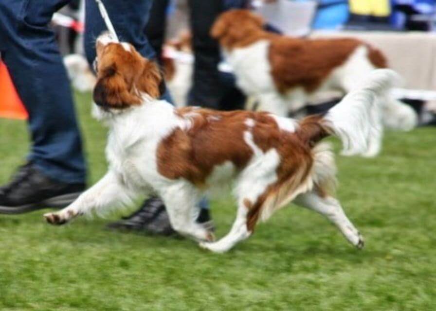 Side photo of a Nederlandse Kooikerhondje in the dog show ring.