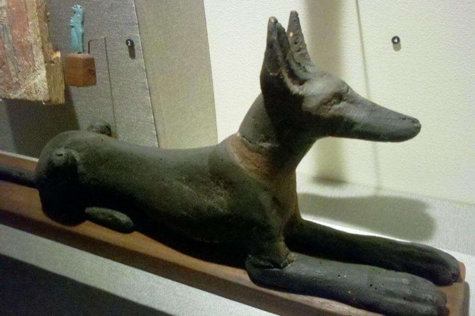 Ibizan Hound