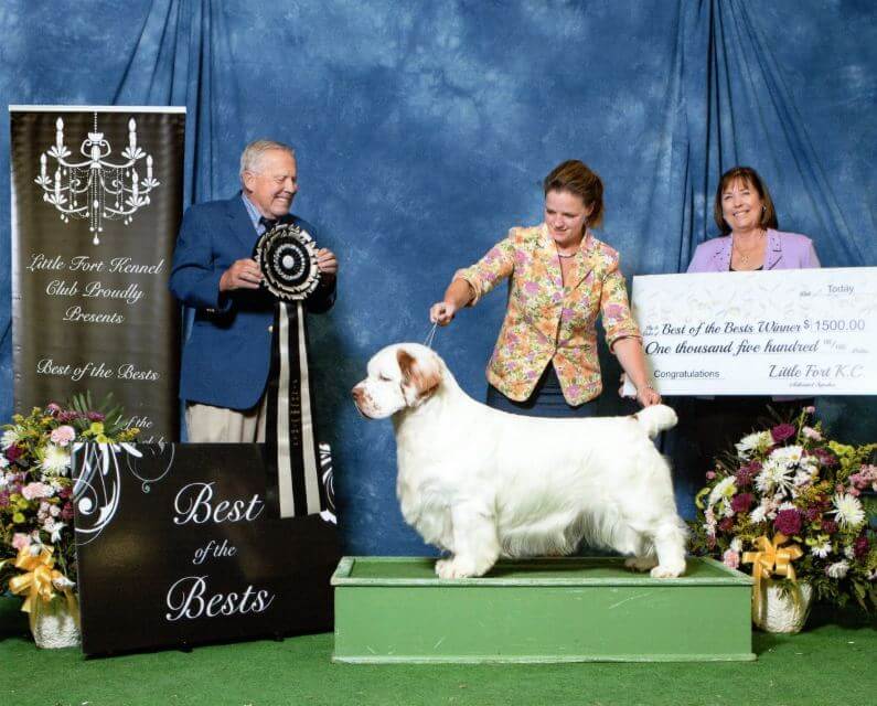 Clumber Spaniel